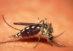 Allah sinekten misal verir mi?