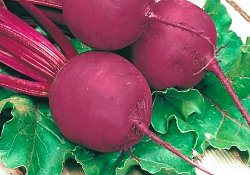 Van'da şeker pancarı bereketi