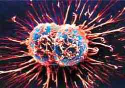 Kanser araştırması Çernobili akladı!