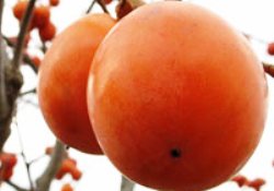 Trabzon hurması kolesterolü ve tansiyonu düşürüyor