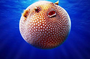 Hayvanlar aleminin farklı fertleri