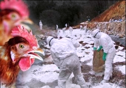 Bursa'da kuş gribi şüphesiyle 120 bin tavuk itlaf edildi