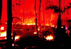 Bodrum Akyarlar'da Orman Yangını