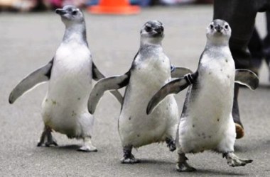 Objektifi görünce poz verebiliyorlar