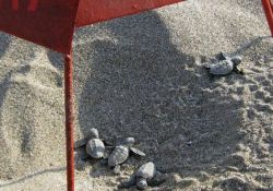 9300 caretta yavrusu akdenizle buluştu