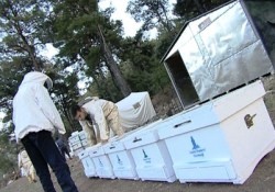 Arıcılık mevcut zengin bitki yapısına rağmen yeteri kadar yapılamıyor