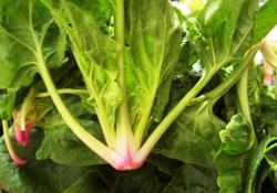 Ispanak demir kaynağı değil mi?