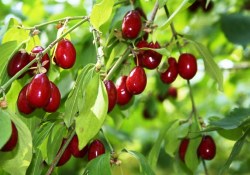 Tam bir C vitamini deposu