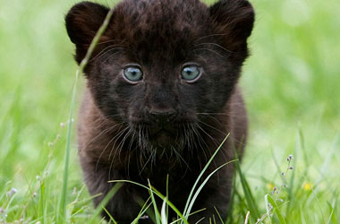 Masum yavru panterler