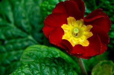 Tefekkürlük çiçekler