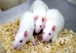 Kansere fare sütü proteini umut oldu