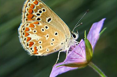 Sanatlı kelebekler-FOTO