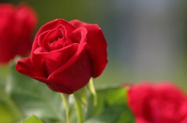 İmam-ı Azam'ın 5 hadis tavsiyesi