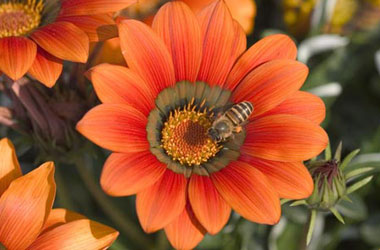 Kainattaki renk uyumu