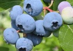 Şeker hastalarına yabanmersini umudu