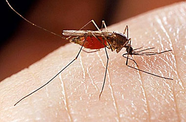 Sivrisineğin kanadı Allah diyor