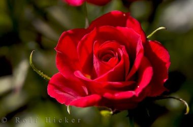 Aç bir canlıyı doyurmanın önemi