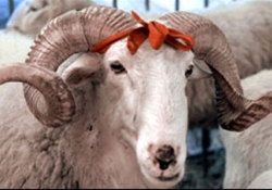 Kaçan kurbanlık 'Alo 153'le yakalanacak