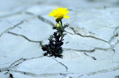 Her şey beka için yaratılmıştır