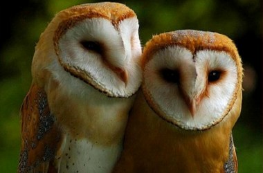 İkiz yaratılmış hayvanlar-FOTO