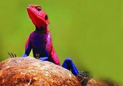 Ne örümcek ne de adam