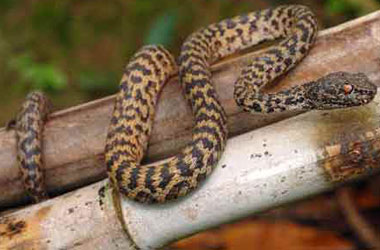 163 yeni canlı türü bulundu