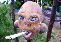 Patates adam görenleri şaşırtıyor