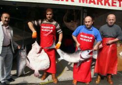 Hamsi ağına takılan dev balıklar ilgi odağı oldu