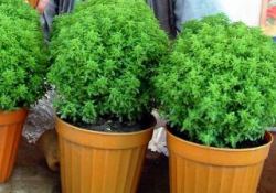 Saksıda yetişen şifa kaynağı