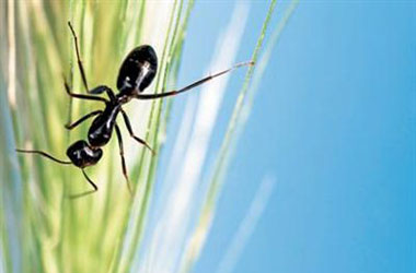 Karıncalar antivirüse ilham oldu