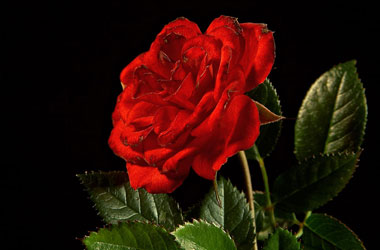 Hz. Peygamber’in eşleriyle ilişkileri nasıldı?