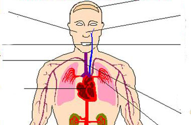 Vücudumuzdaki müthiş denge