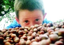 Fındığın sütünü çıkardı