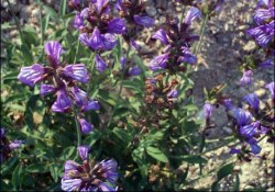 Diş ağrısı ve iltihabının etkili ilacı