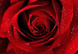 Bir sünnete 100 şehit sevabı