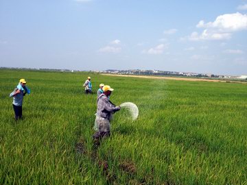 Bölgede artan yağışlar üreticileri çeltik ekimine yöneltti