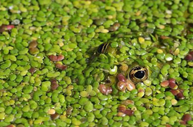 Kim öğretti bu kamuflajı?