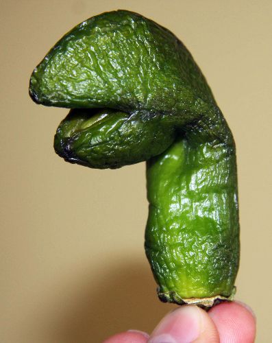 Dinazora benzeyen biber şaşırttı