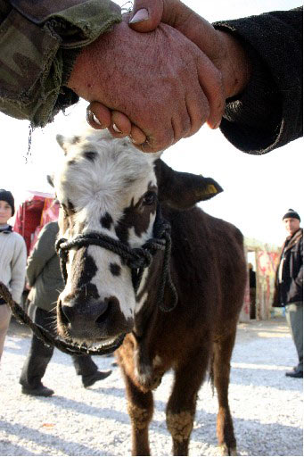 Küpesiz kurbanlıkların sahipleri yandı