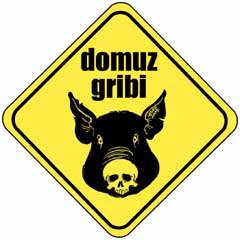 Domuz Gribinde Sayı Artıyor