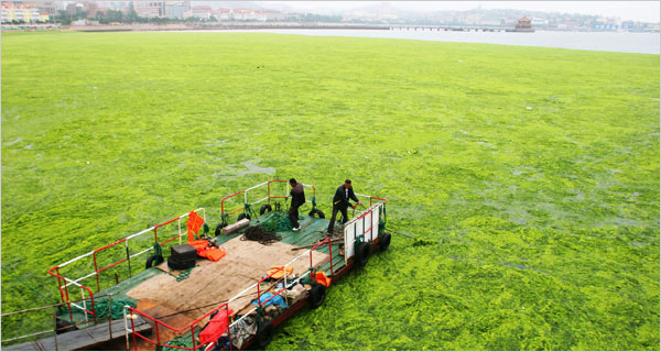 Geleceğin yakıtı, su yosunlarında mı saklı?