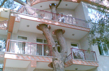 Binayı delip geçen ağaç-FOTO