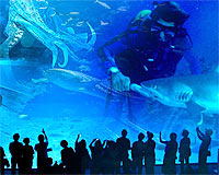 Türkiye'nin ilk dev akvaryumu ziyarete açıldı