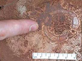 Dünyanın en büyük fosil katmanı