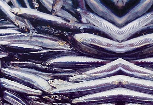 Bu kış hamsi yüzleri güldürmedi