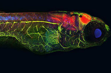 Mikro fotolarda İlahi sanat