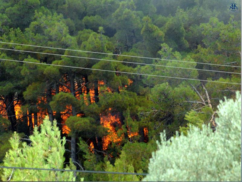 Ormanlarımızı Koruyamıyoruz!