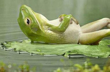 Bu hayvanlar ne yapıyor?-FOTO