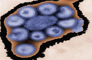 Değişime uğramış virüsün direnci yok