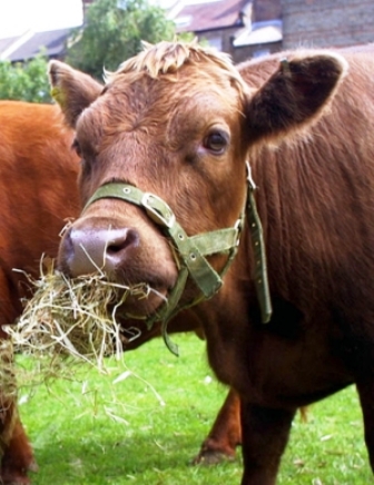 Büyükbaş hayvanlar, burun izlerinden ayırt edilecek